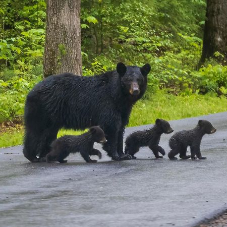 Moonshine Chalet, Hot Tub, Pool Access, Wifi, 1089 Free Tickets Each Paid Day, Dollywood And More Gatlinburg Luaran gambar